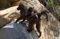 baboons_small.jpg