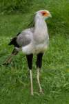 secretarybird_small.jpg