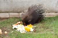 stachelschwein_small.jpg