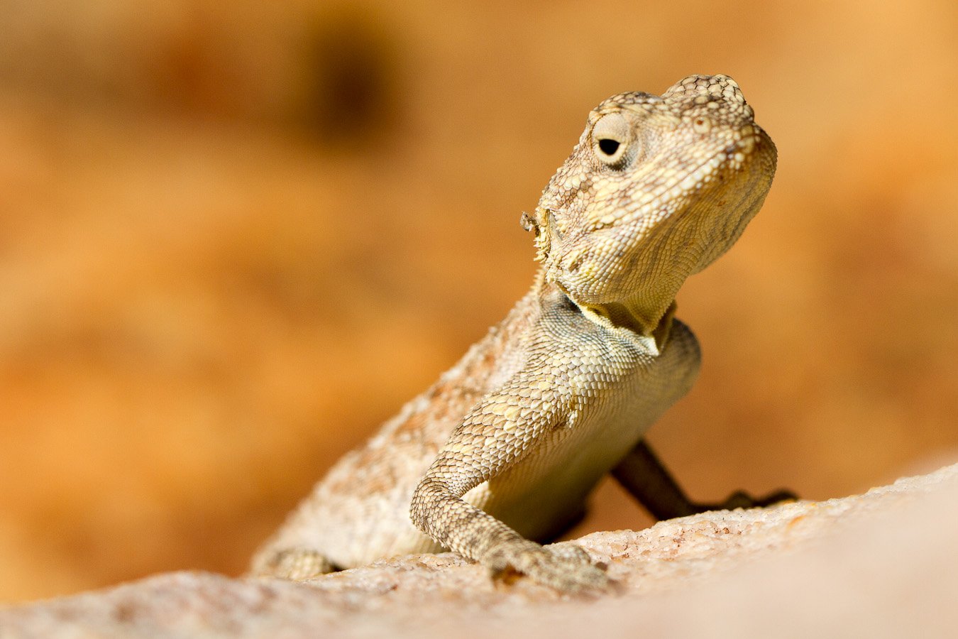 gecko.jpg