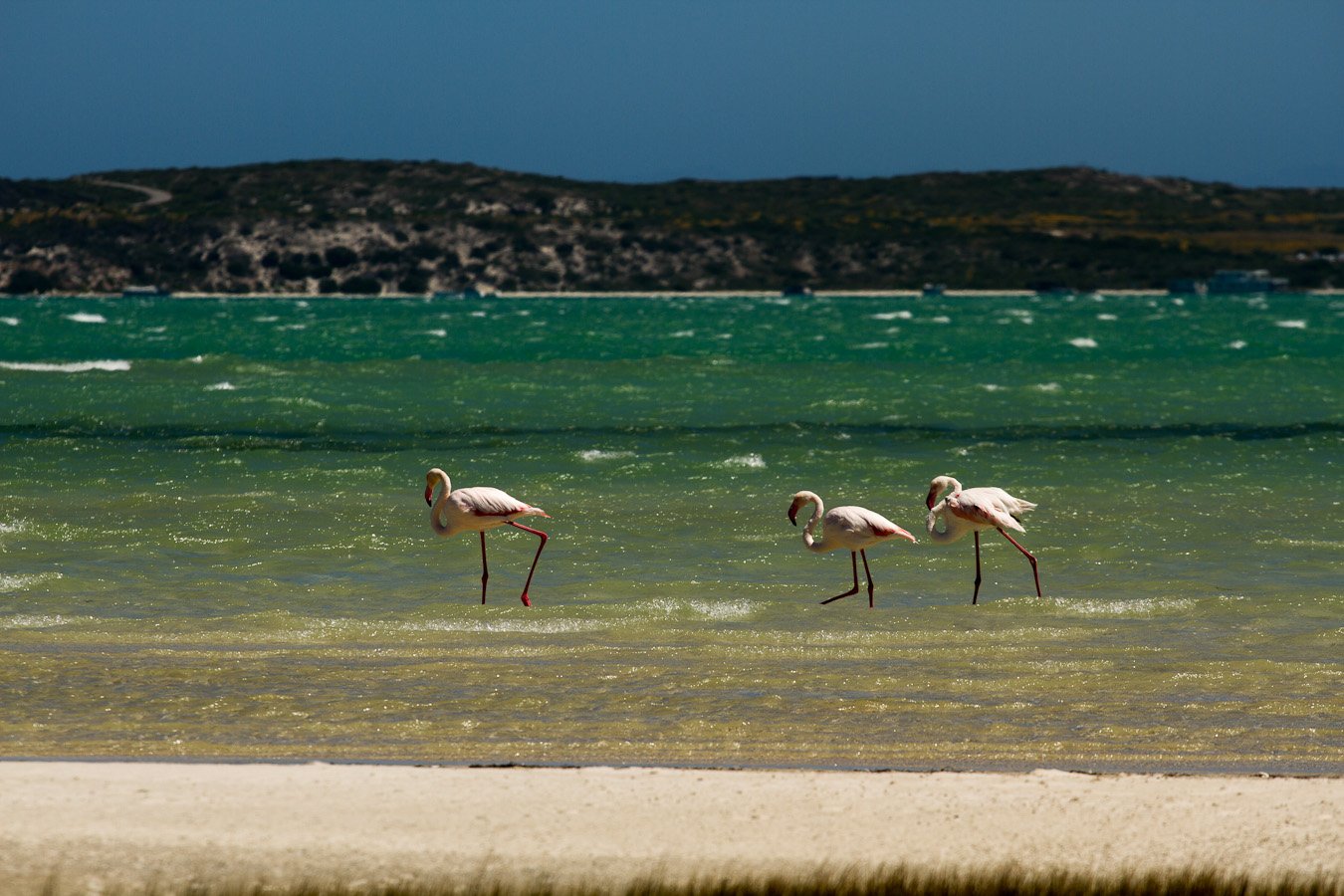 flamingos.jpg
